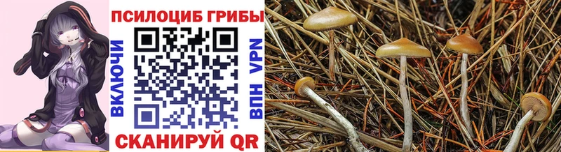Галлюциногенные грибы прущие грибы Дюртюли